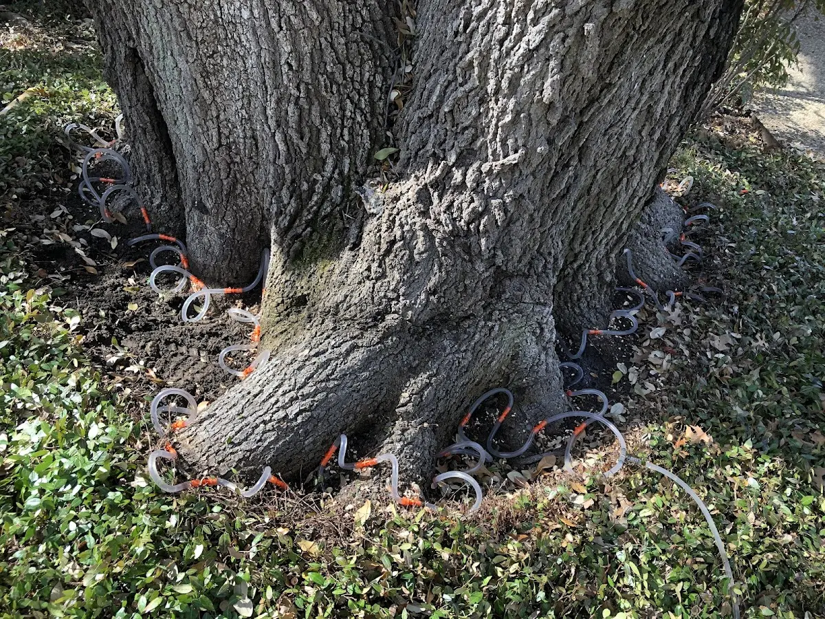 Detailed Tree Cabling and Bracing job site in Eagle Bend